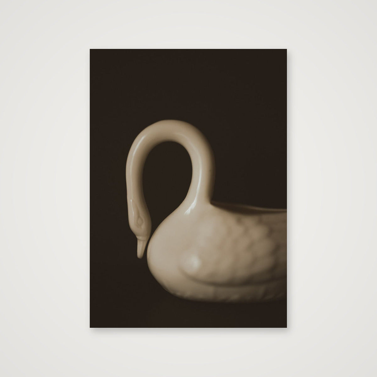 Belleek swan  — A4 (21×30cm, 8×12") Print only