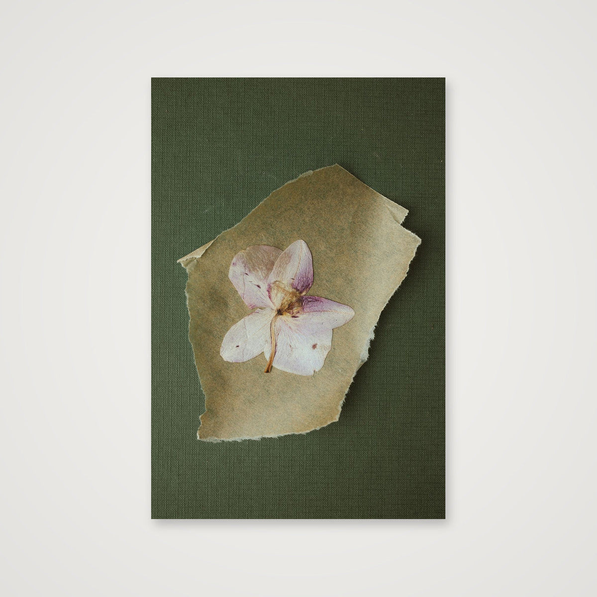 Pressed orchid  — 30×45cm, 12×18" Print only