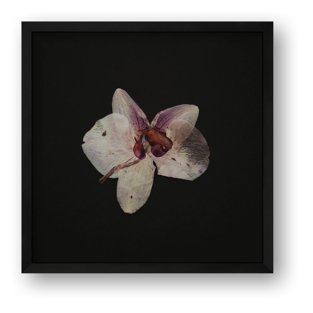Dried orchid  — framed