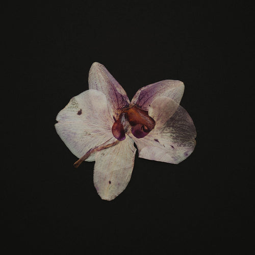 Dried orchid 