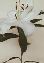 Lily bloom