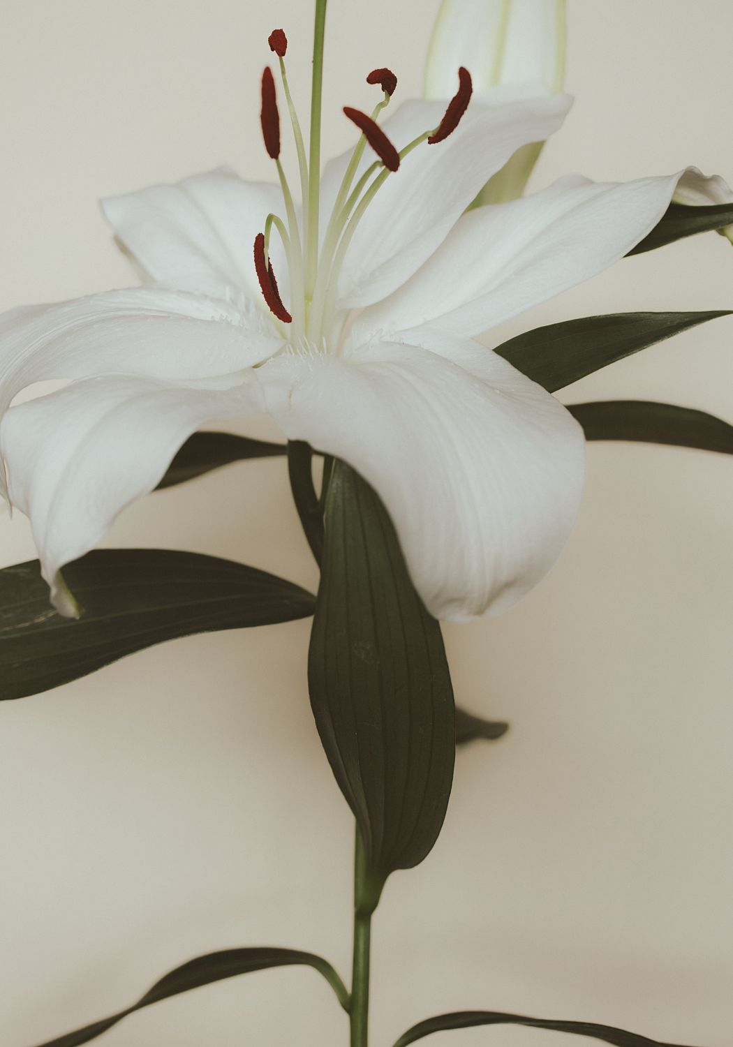 Lily bloom