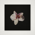 Orchid On Black  — 30×30cm, 12×12" Print only