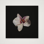 Orchid On Black  — 30×30cm, 12×12" Print only