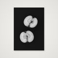 Monochrome apples — A4 (21×30cm, 8×12") Print only