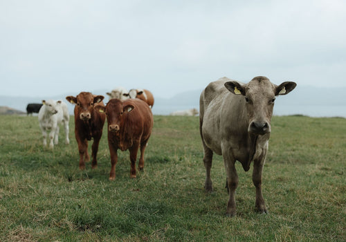 Cows on the coast