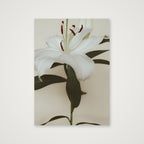 Lily bloom — A4 (21×30cm, 8×12") Print only