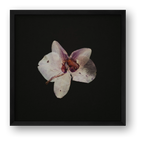 Orchid On Black  — framed