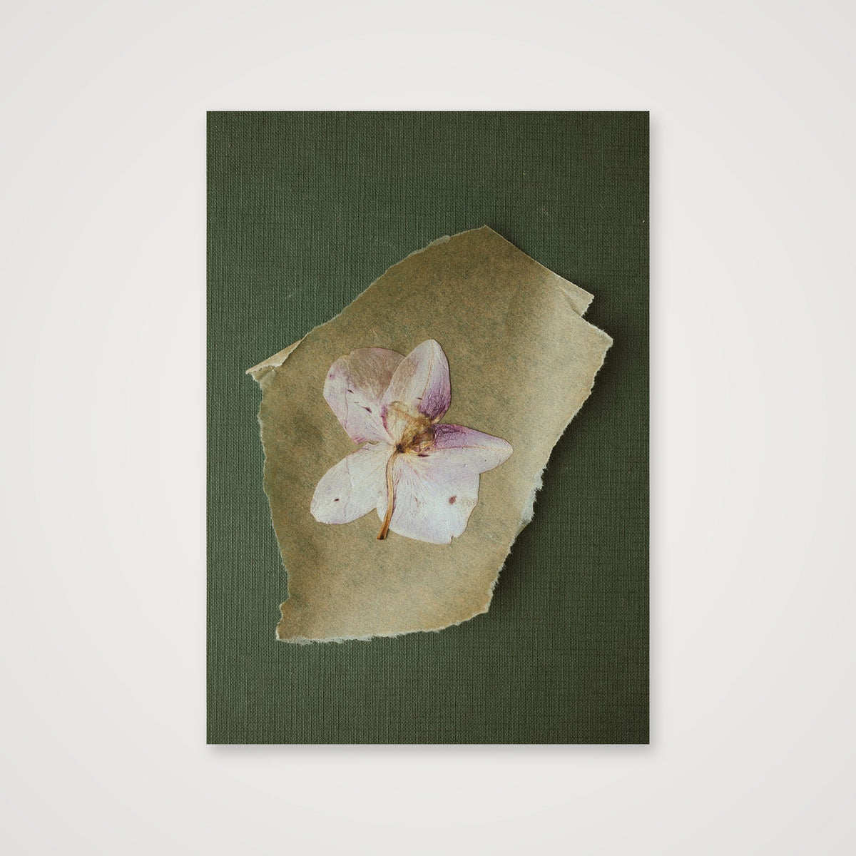 Pressed orchid  — 70×100cm, 28×39" Print only