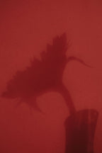 Sunflower shadow 