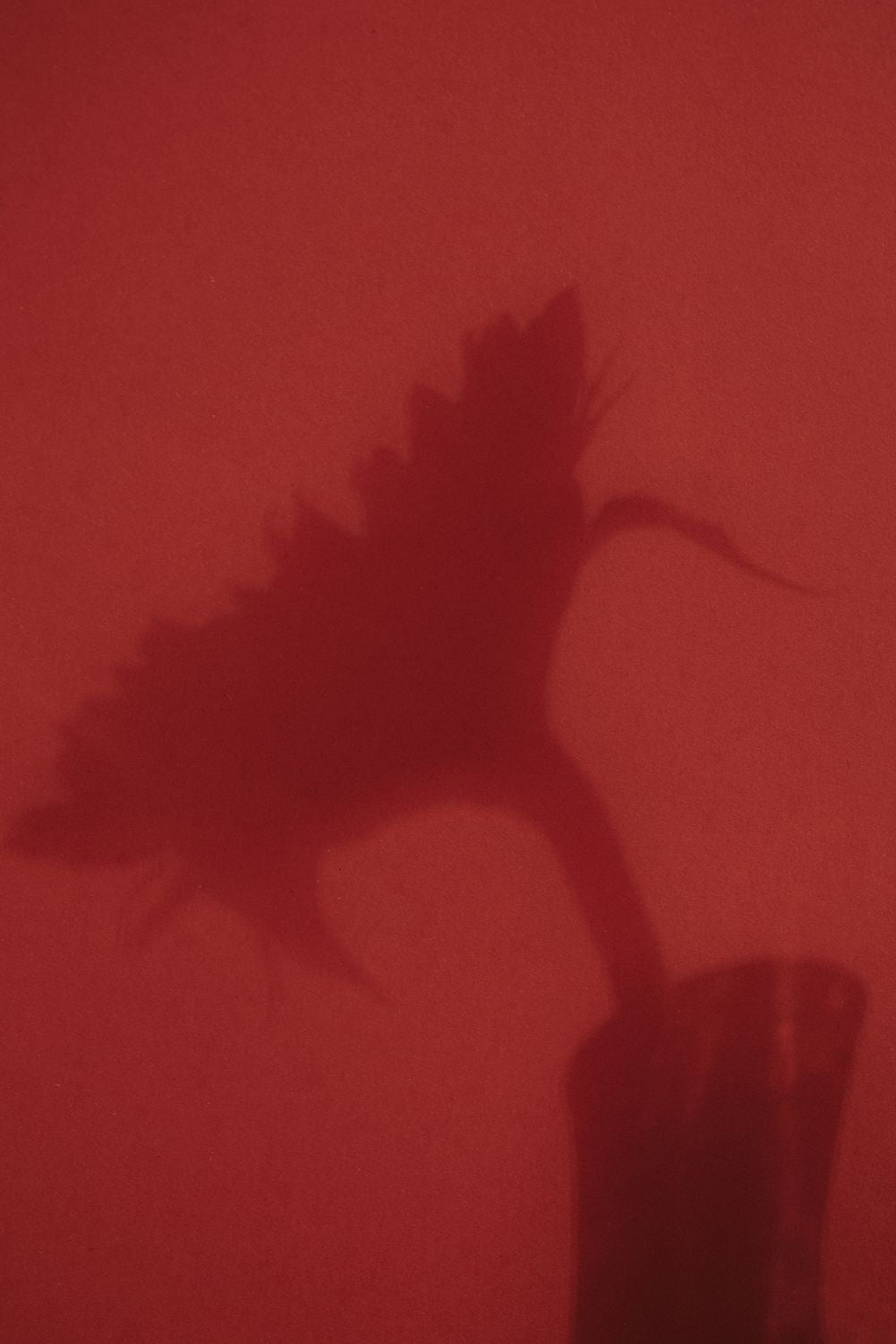 Sunflower shadow 
