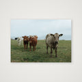 Cows on the coast — A4 (30×21cm, 12×8") Print only