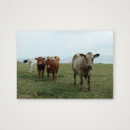 Cows on the coast — A4 (30×21cm, 12×8") Print only
