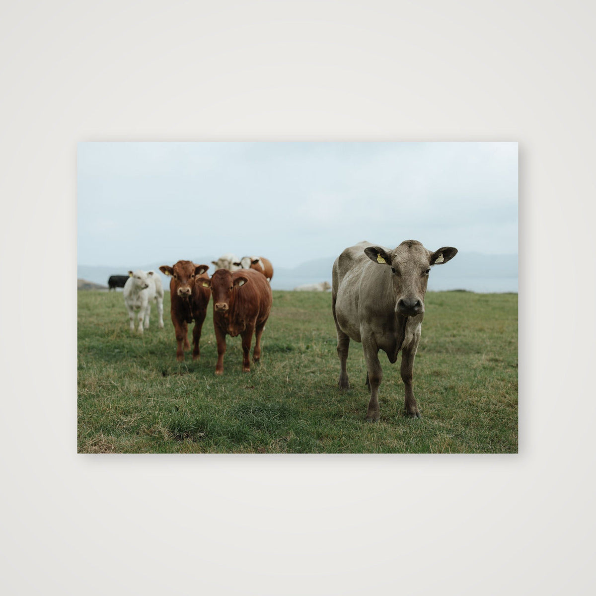 Cows on the coast — A4 (30×21cm, 12×8") Print only
