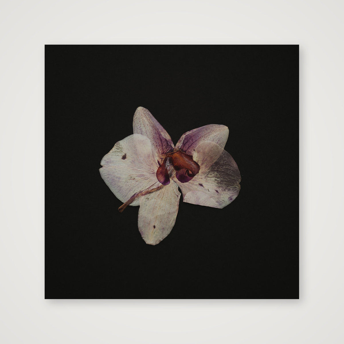 Dried orchid  — 50×50cm, 20×20" Print only