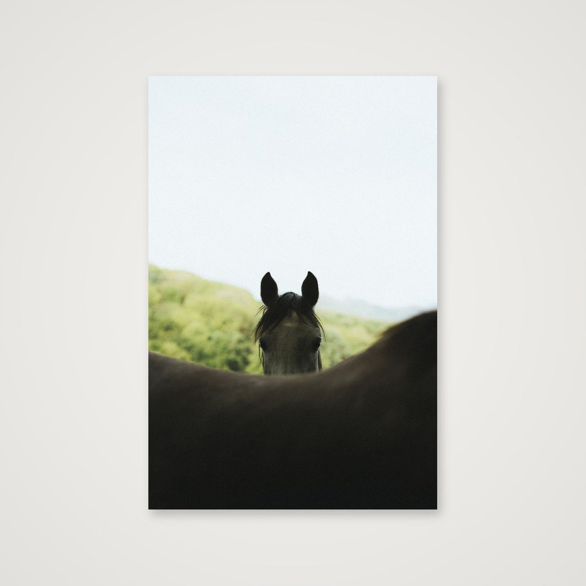 Peekaboo  — 40×60cm, 16×24" Print only