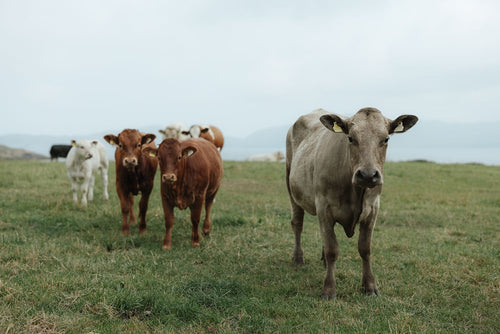 Cows On The Coast