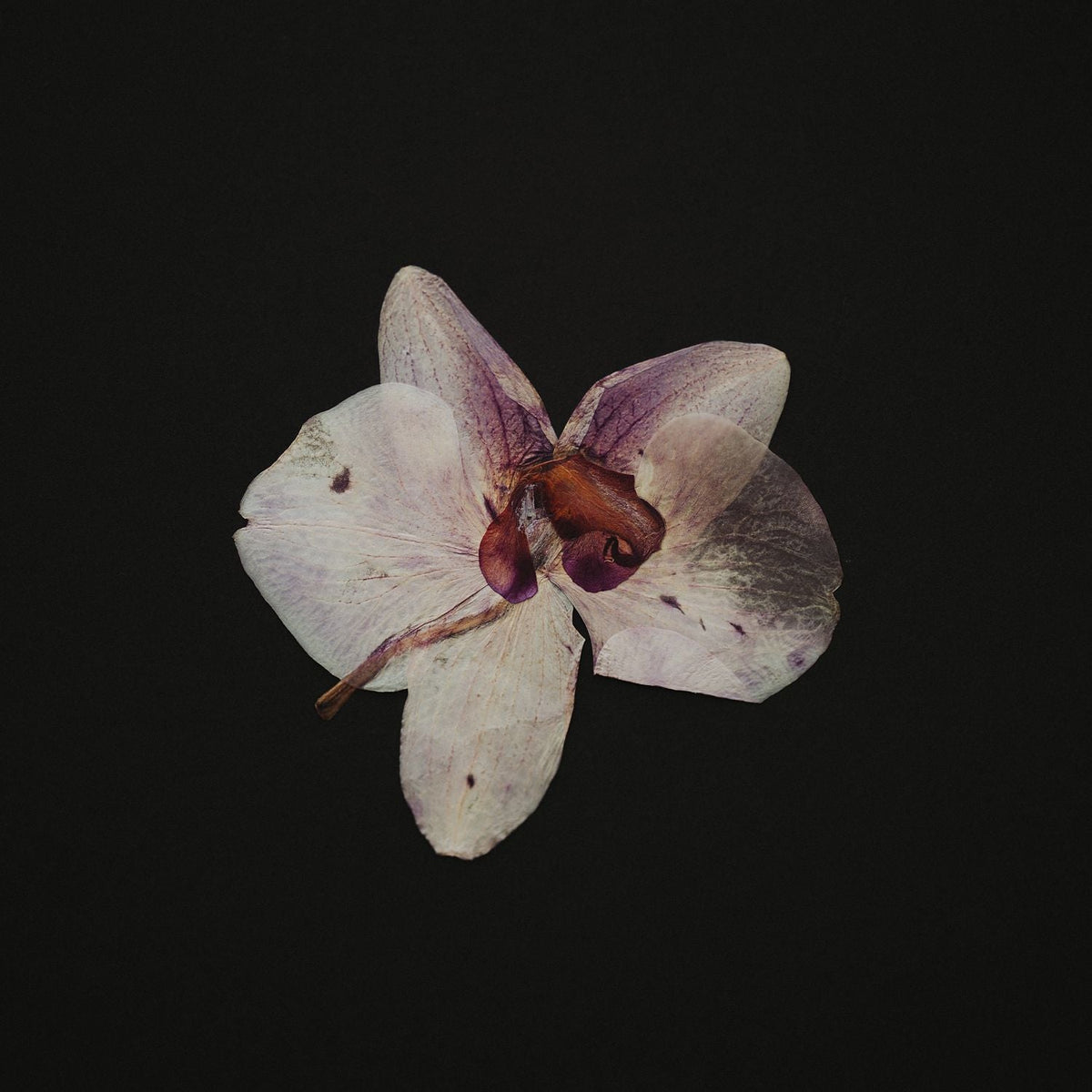 Orchid On Black 