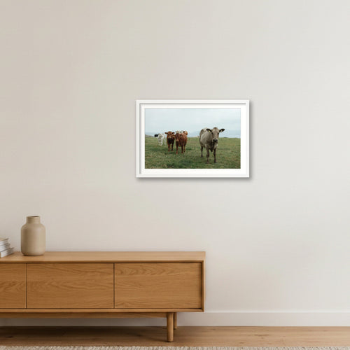 Cows On The Coast — 60×40cm, 24×16" White Frame