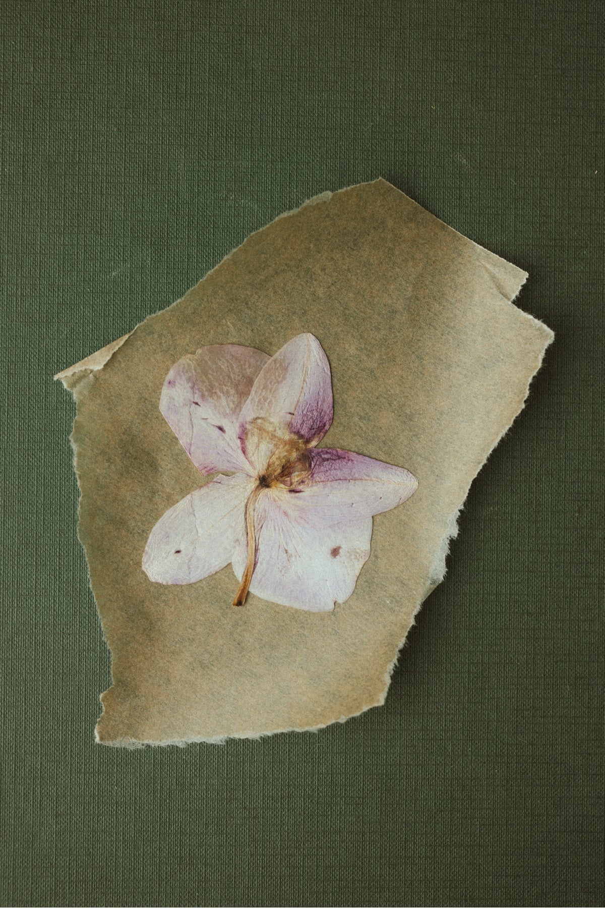 Dried Orchid