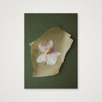Pressed orchid  — A4 (21×30cm, 8×12") Print only