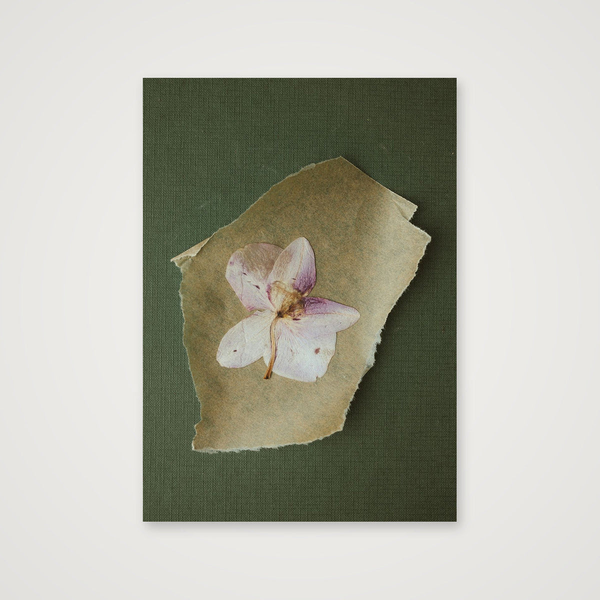 Pressed orchid  — A4 (21×30cm, 8×12") Print only