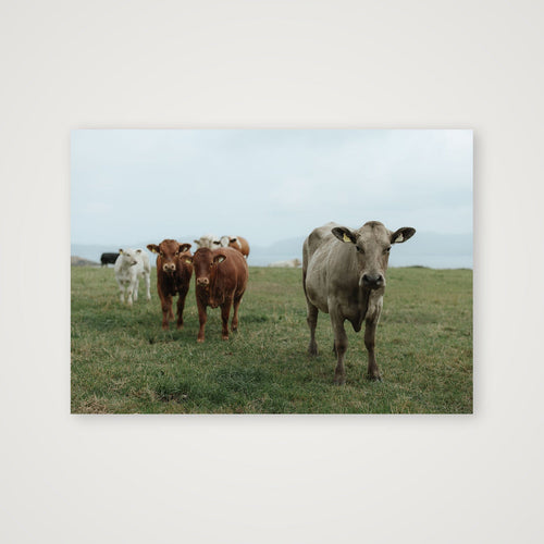 Nosey cows — A4 (30×21cm, 12×8") Print only