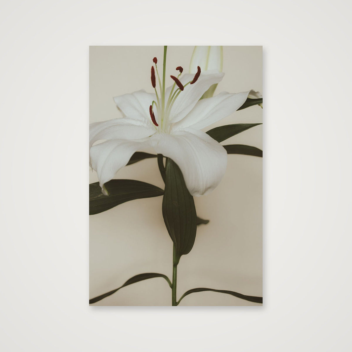 Lily Bloom  — 40×60cm, 16×24" Print only