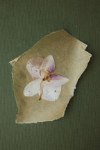 Pressed orchid 