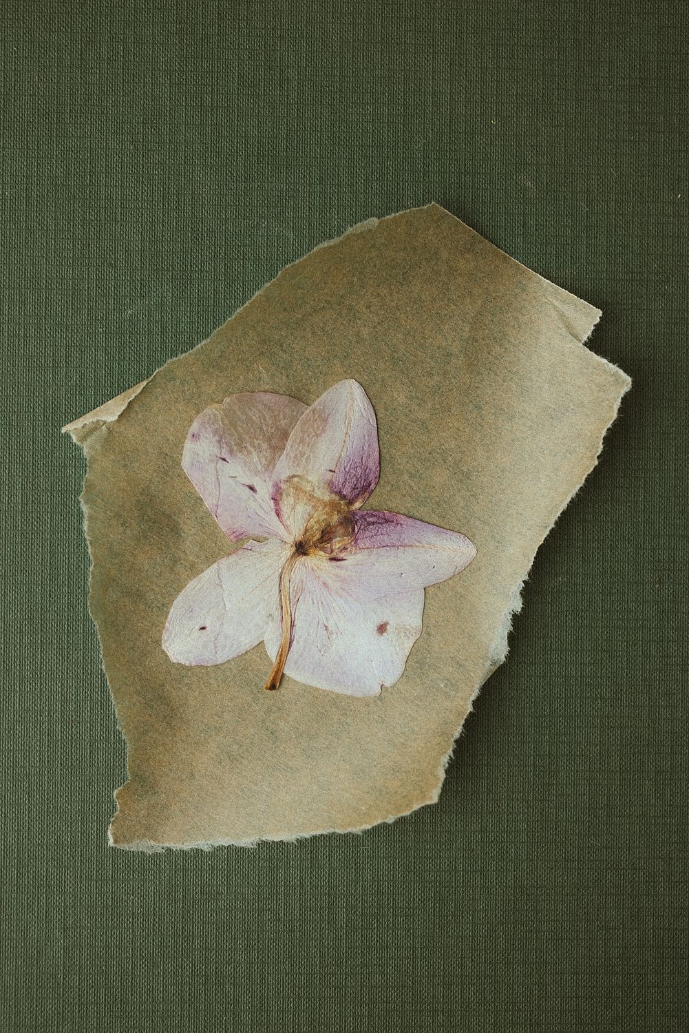 Pressed orchid 