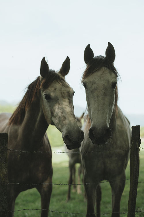 Under the Trees