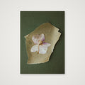 Pressed Orchid  — A4 (21×30cm, 8×12") Print only