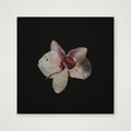 Dried orchid  — 30×30cm, 12×12" Print only