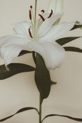 Lily Bloom 