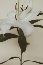 Lily Bloom 